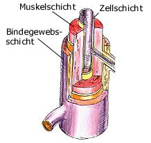 Aufbau einer Arterie
