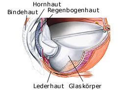 Aufbau des Augapfels