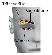 Augenbrauen und Wimpern