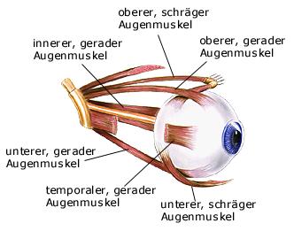 Augenmuskel