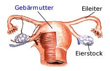 Gebrmutter und Eierstcke