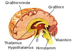 Gehirn