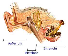 Aufbau des Ohres