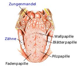 Geschmackssinn (Zunge)