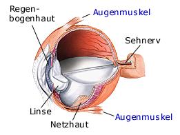 Aufbau des Auges