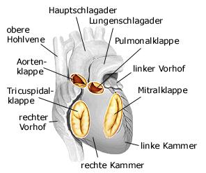 Herzklappen