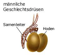 Hoden und Samenleiter