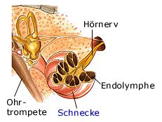 Innenohr