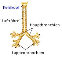 Luftrhre und Bronchien