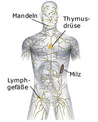 Lymphsystem