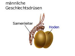 mnnliche Geschlechtsdrsen