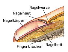 Aufbau der Ngel