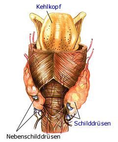 Kehlkopf