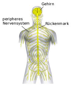 Nervensystem