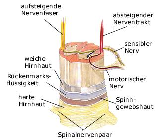 Rckenmark