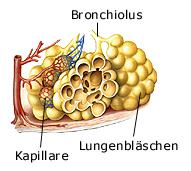 Bronchiolen