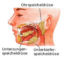 Speicheldrsen