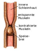 Querschnitt durch die Speiserhre