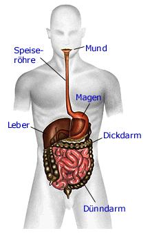 Verdauungssystem