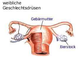 weibliche Geschlechtsdrsen