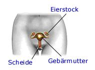 Weibliche Geschlechtsorgane